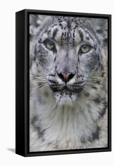 RF - Snow leopard (Panthera uncia) female, portrait, captive-Edwin Giesbers-Framed Stretched Canvas