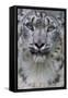 RF - Snow leopard (Panthera uncia) female, portrait, captive-Edwin Giesbers-Framed Stretched Canvas