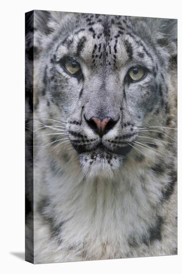 RF - Snow leopard (Panthera uncia) female, portrait, captive-Edwin Giesbers-Stretched Canvas