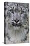RF - Snow leopard (Panthera uncia) female, portrait, captive-Edwin Giesbers-Stretched Canvas