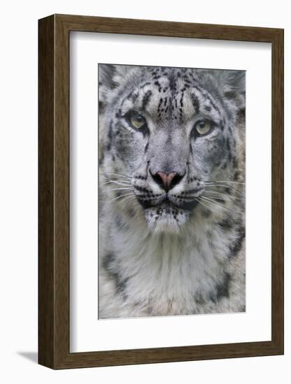 RF - Snow leopard (Panthera uncia) female, portrait, captive-Edwin Giesbers-Framed Photographic Print