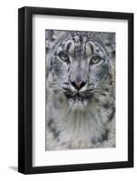 RF - Snow leopard (Panthera uncia) female, portrait, captive-Edwin Giesbers-Framed Photographic Print