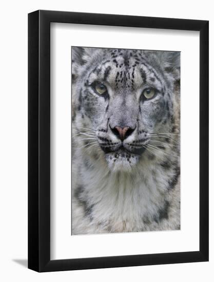 RF - Snow leopard (Panthera uncia) female, portrait, captive-Edwin Giesbers-Framed Photographic Print