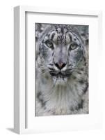 RF - Snow leopard (Panthera uncia) female, portrait, captive-Edwin Giesbers-Framed Photographic Print