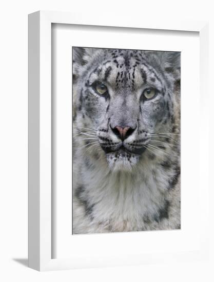 RF - Snow leopard (Panthera uncia) female, portrait, captive-Edwin Giesbers-Framed Photographic Print