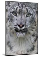 RF - Snow leopard (Panthera uncia) female, portrait, captive-Edwin Giesbers-Mounted Photographic Print