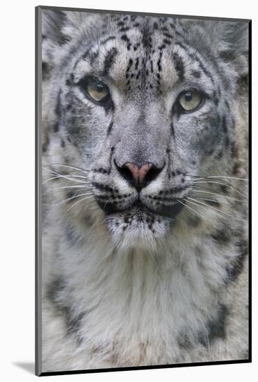 RF - Snow leopard (Panthera uncia) female, portrait, captive-Edwin Giesbers-Mounted Photographic Print