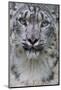 RF - Snow leopard (Panthera uncia) female, portrait, captive-Edwin Giesbers-Mounted Photographic Print