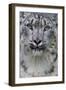 RF - Snow leopard (Panthera uncia) female, portrait, captive-Edwin Giesbers-Framed Photographic Print