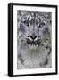 RF - Snow leopard (Panthera uncia) female, portrait, captive-Edwin Giesbers-Framed Photographic Print