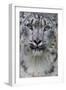 RF - Snow leopard (Panthera uncia) female, portrait, captive-Edwin Giesbers-Framed Photographic Print