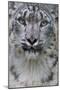 RF - Snow leopard (Panthera uncia) female, portrait, captive-Edwin Giesbers-Mounted Photographic Print