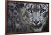 RF - Snow leopard (Panthera uncia) portrait, captive-Edwin Giesbers-Framed Photographic Print