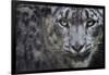 RF - Snow leopard (Panthera uncia) portrait, captive-Edwin Giesbers-Framed Photographic Print