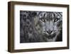 RF - Snow leopard (Panthera uncia) portrait, captive-Edwin Giesbers-Framed Photographic Print