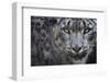 RF - Snow leopard (Panthera uncia) portrait, captive-Edwin Giesbers-Framed Photographic Print