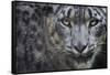 RF - Snow leopard (Panthera uncia) portrait, captive-Edwin Giesbers-Framed Stretched Canvas