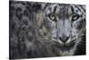 RF - Snow leopard (Panthera uncia) portrait, captive-Edwin Giesbers-Stretched Canvas