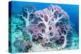 RF - Soft coral (Dendronephthya sp.) growing on sea bed. West Papua, Indonesia-Georgette Douwma-Stretched Canvas