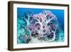 RF - Soft coral (Dendronephthya sp.) growing on sea bed. West Papua, Indonesia-Georgette Douwma-Framed Photographic Print