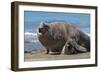 RF - Southern elephant seal male and female, Valdes, Patagonia Argentina-Gabriel Rojo-Framed Photographic Print