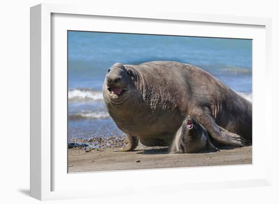 RF - Southern elephant seal male and female, Valdes, Patagonia Argentina-Gabriel Rojo-Framed Photographic Print