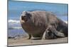 RF - Southern elephant seal male and female, Valdes, Patagonia Argentina-Gabriel Rojo-Mounted Photographic Print