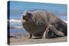 RF - Southern elephant seal male and female, Valdes, Patagonia Argentina-Gabriel Rojo-Stretched Canvas