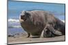 RF - Southern elephant seal male and female, Valdes, Patagonia Argentina-Gabriel Rojo-Mounted Photographic Print