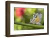 RF - Spiny flower mantis wings spread in defensive posture, occurs in Africa.-Edwin Giesbers-Framed Photographic Print