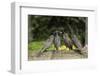 RF - Starling (Sturnus vulgaris) feeding fledgling chicks  in urban garden. Greater Manchester-Terry Whittaker-Framed Photographic Print