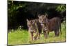 Rf- Sumatran Tiger (Panthera Tigris Sumatrae) With Cub, Aged Four Months, Captive-Edwin Giesbers-Mounted Photographic Print