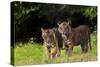 Rf- Sumatran Tiger (Panthera Tigris Sumatrae) With Cub, Aged Four Months, Captive-Edwin Giesbers-Stretched Canvas