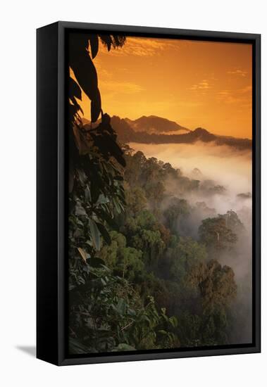 RF- Sunrise and mist over lowland dipterocarp rainforest. Danum valley, Sabah, Borneo, Malaysia-Nick Garbutt-Framed Stretched Canvas