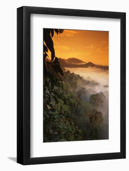 RF- Sunrise and mist over lowland dipterocarp rainforest. Danum valley, Sabah, Borneo, Malaysia-Nick Garbutt-Framed Photographic Print