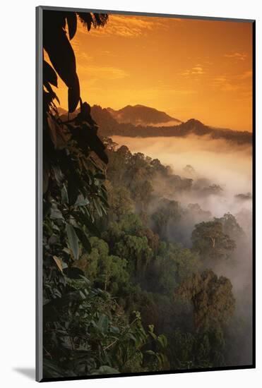 RF- Sunrise and mist over lowland dipterocarp rainforest. Danum valley, Sabah, Borneo, Malaysia-Nick Garbutt-Mounted Photographic Print