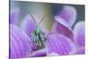 RF - Thistle Mantis among petals, captive, occurs in  North Africa and the Canary Islands-Edwin Giesbers-Stretched Canvas