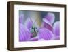 RF - Thistle Mantis among petals, captive, occurs in  North Africa and the Canary Islands-Edwin Giesbers-Framed Photographic Print