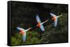 RF -Three colourful  Red-and-green macaws in flight over forest canopy, Brazil-Nick Garbutt-Framed Stretched Canvas