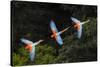 RF -Three colourful  Red-and-green macaws in flight over forest canopy, Brazil-Nick Garbutt-Stretched Canvas