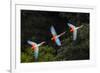 RF -Three colourful  Red-and-green macaws in flight over forest canopy, Brazil-Nick Garbutt-Framed Photographic Print