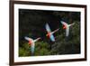 RF -Three colourful  Red-and-green macaws in flight over forest canopy, Brazil-Nick Garbutt-Framed Photographic Print