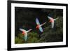 RF -Three colourful  Red-and-green macaws in flight over forest canopy, Brazil-Nick Garbutt-Framed Photographic Print