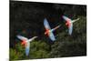 RF -Three colourful  Red-and-green macaws in flight over forest canopy, Brazil-Nick Garbutt-Mounted Photographic Print