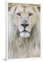 RF - White lion (Panthera leo) male, portrait of head. Captive, Netherlands.-Edwin Giesbers-Framed Photographic Print