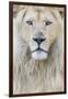 RF - White lion (Panthera leo) male, portrait of head. Captive, Netherlands.-Edwin Giesbers-Framed Photographic Print