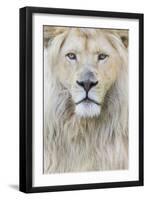 RF - White lion (Panthera leo) male, portrait of head. Captive, Netherlands.-Edwin Giesbers-Framed Photographic Print