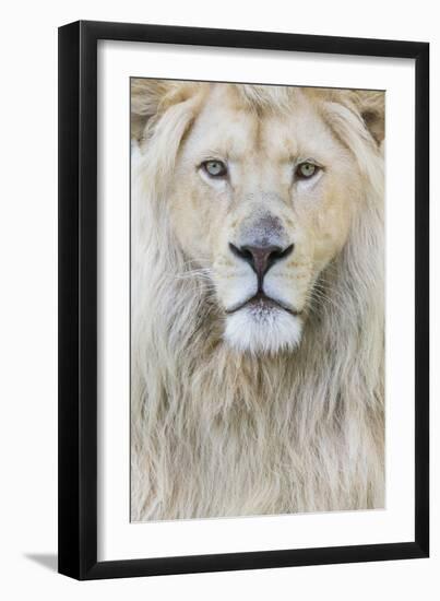 RF - White lion (Panthera leo) male, portrait of head. Captive, Netherlands.-Edwin Giesbers-Framed Photographic Print