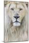 RF - White lion (Panthera leo) male, portrait of head. Captive, Netherlands.-Edwin Giesbers-Mounted Photographic Print