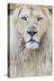 RF - White lion (Panthera leo) male, portrait of head. Captive, Netherlands.-Edwin Giesbers-Stretched Canvas